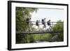 Teenage Boys and Girls with Backpacks Walking on Bridge in Forest-Nosnibor137-Framed Photographic Print