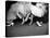 Teenage Girls Resting Feet at First Formal Dance at the Naval Armory-Cornell Capa-Stretched Canvas