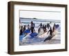 Teenage Surfers Running with Their Boards Towards the Water at a Life Saving Competition-Yadid Levy-Framed Photographic Print