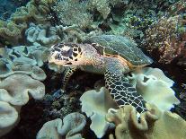 Sea Turtle on Coral Reef Underwater-teerinvata-Framed Stretched Canvas