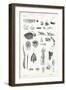 Teeth, 1863-79-Raimundo Petraroja-Framed Giclee Print