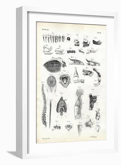 Teeth, 1863-79-Raimundo Petraroja-Framed Giclee Print