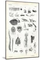Teeth, 1863-79-Raimundo Petraroja-Mounted Giclee Print