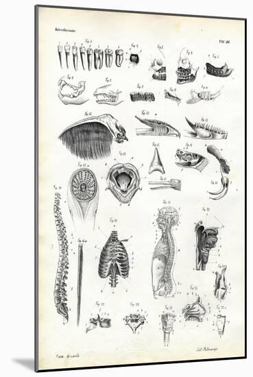Teeth, 1863-79-Raimundo Petraroja-Mounted Giclee Print