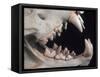 Teeth and Skull of Lion-null-Framed Stretched Canvas