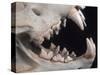 Teeth and Skull of Lion-null-Stretched Canvas