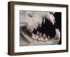 Teeth and Skull of Lion-null-Framed Photographic Print