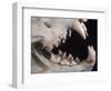 Teeth and Skull of Lion-null-Framed Photographic Print