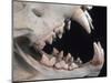 Teeth and Skull of Lion-null-Mounted Photographic Print