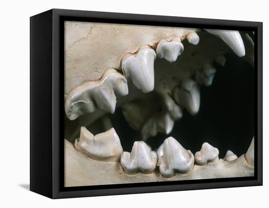 Teeth and Skull of Spotted Hyena-null-Framed Stretched Canvas