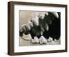 Teeth and Skull of Spotted Hyena-null-Framed Photographic Print