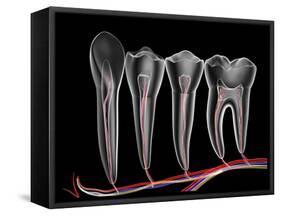 Teeth, Cross Section-PASIEKA-Framed Stretched Canvas