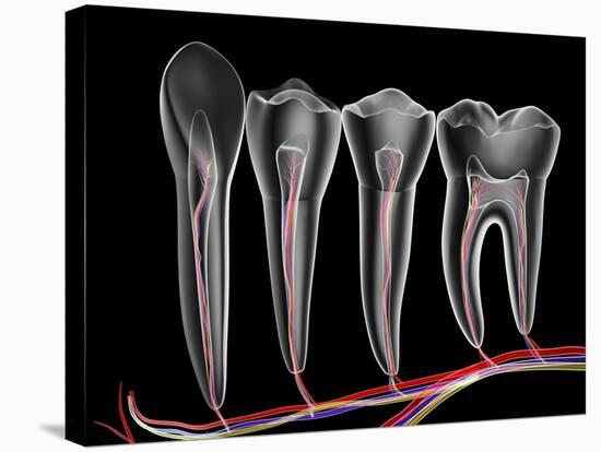 Teeth, Cross Section-PASIEKA-Stretched Canvas