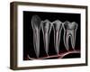 Teeth, Cross Section-PASIEKA-Framed Premium Photographic Print