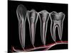 Teeth, Cross Section-PASIEKA-Mounted Photographic Print