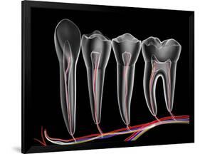 Teeth, Cross Section-PASIEKA-Framed Photographic Print