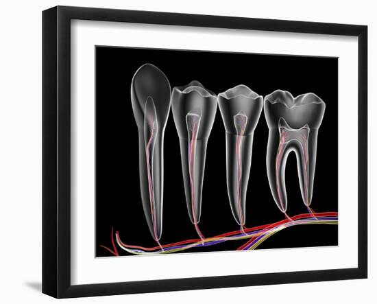 Teeth, Cross Section-PASIEKA-Framed Photographic Print