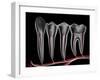 Teeth, Cross Section-PASIEKA-Framed Photographic Print