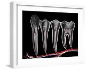 Teeth, Cross Section-PASIEKA-Framed Photographic Print