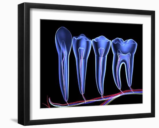 Teeth, Cross Section-PASIEKA-Framed Photographic Print