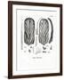 Teeth of Steller's Sea Cow-null-Framed Giclee Print