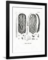 Teeth of Steller's Sea Cow-null-Framed Giclee Print