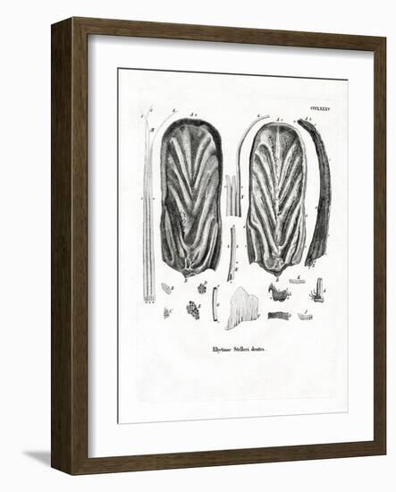 Teeth of Steller's Sea Cow-null-Framed Giclee Print