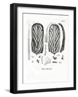 Teeth of Steller's Sea Cow-null-Framed Giclee Print