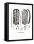 Teeth of Steller's Sea Cow-null-Framed Stretched Canvas