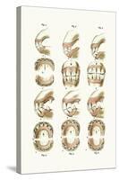 Teeth Plate Description-Samuel Sidney-Stretched Canvas