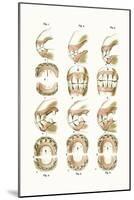 Teeth Plate Description-Samuel Sidney-Mounted Art Print