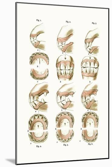 Teeth Plate Description-Samuel Sidney-Mounted Art Print