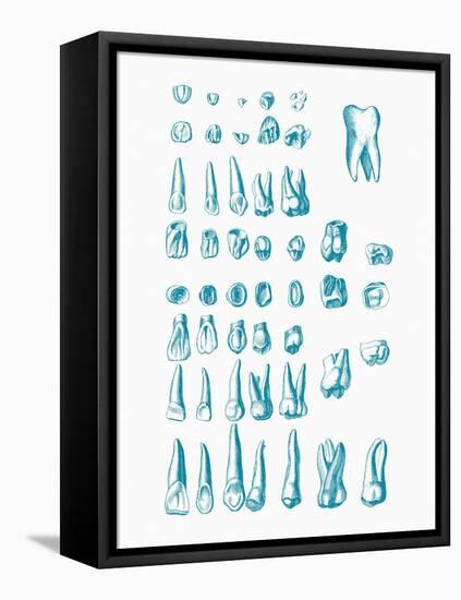 Teeth-Mehau Kulyk-Framed Stretched Canvas