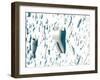 Teeth-David Mack-Framed Premium Photographic Print