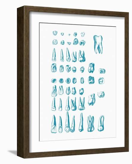 Teeth-Mehau Kulyk-Framed Photographic Print