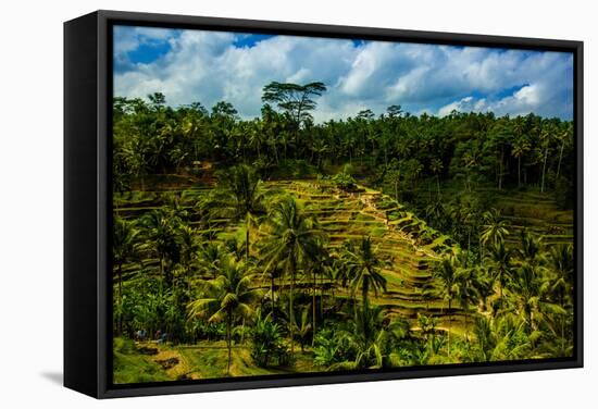 Tegalalang Terraced Rice Paddy, Bali, Indonesia, Southeast Asia, Asia-Laura Grier-Framed Stretched Canvas