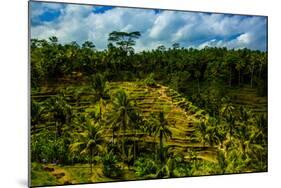 Tegalalang Terraced Rice Paddy, Bali, Indonesia, Southeast Asia, Asia-Laura Grier-Mounted Photographic Print