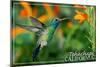 Tehacahpi, California - Broadbill Hummingbird - Photography (James T. Jones)-Lantern Press-Mounted Art Print