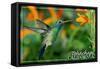 Tehacahpi, California - Broadbill Hummingbird - Photography (James T. Jones)-Lantern Press-Framed Stretched Canvas