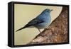 Teide's Blue Chaffinch (Fringilla Teydea) on Tree, Teide Np, Tenerife, Canary Islands, Spain, May-Relanzón-Framed Stretched Canvas