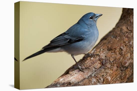 Teide's Blue Chaffinch (Fringilla Teydea) on Tree, Teide Np, Tenerife, Canary Islands, Spain, May-Relanzón-Stretched Canvas