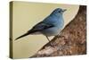 Teide's Blue Chaffinch (Fringilla Teydea) on Tree, Teide Np, Tenerife, Canary Islands, Spain, May-Relanzón-Stretched Canvas