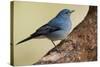 Teide's Blue Chaffinch (Fringilla Teydea) on Tree, Teide Np, Tenerife, Canary Islands, Spain, May-Relanzón-Stretched Canvas