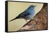 Teide's Blue Chaffinch (Fringilla Teydea) on Tree, Teide Np, Tenerife, Canary Islands, Spain, May-Relanzón-Framed Stretched Canvas