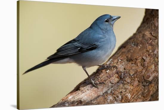 Teide's Blue Chaffinch (Fringilla Teydea) on Tree, Teide Np, Tenerife, Canary Islands, Spain, May-Relanzón-Stretched Canvas