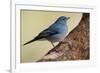 Teide's Blue Chaffinch (Fringilla Teydea) on Tree, Teide Np, Tenerife, Canary Islands, Spain, May-Relanzón-Framed Photographic Print