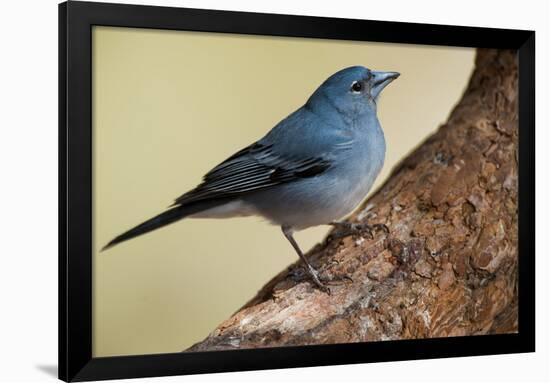 Teide's Blue Chaffinch (Fringilla Teydea) on Tree, Teide Np, Tenerife, Canary Islands, Spain, May-Relanzón-Framed Photographic Print