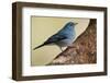 Teide's Blue Chaffinch (Fringilla Teydea) on Tree, Teide Np, Tenerife, Canary Islands, Spain, May-Relanzón-Framed Photographic Print