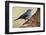 Teide's Blue Chaffinch (Fringilla Teydea) on Tree, Teide Np, Tenerife, Canary Islands, Spain, May-Relanzón-Framed Photographic Print