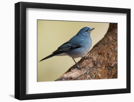 Teide's Blue Chaffinch (Fringilla Teydea) on Tree, Teide Np, Tenerife, Canary Islands, Spain, May-Relanzón-Framed Photographic Print